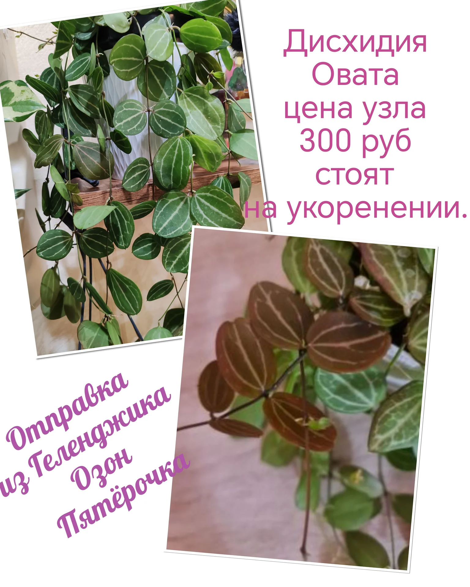 Хойи разные на срез и укоренённые - миниатюра 4
