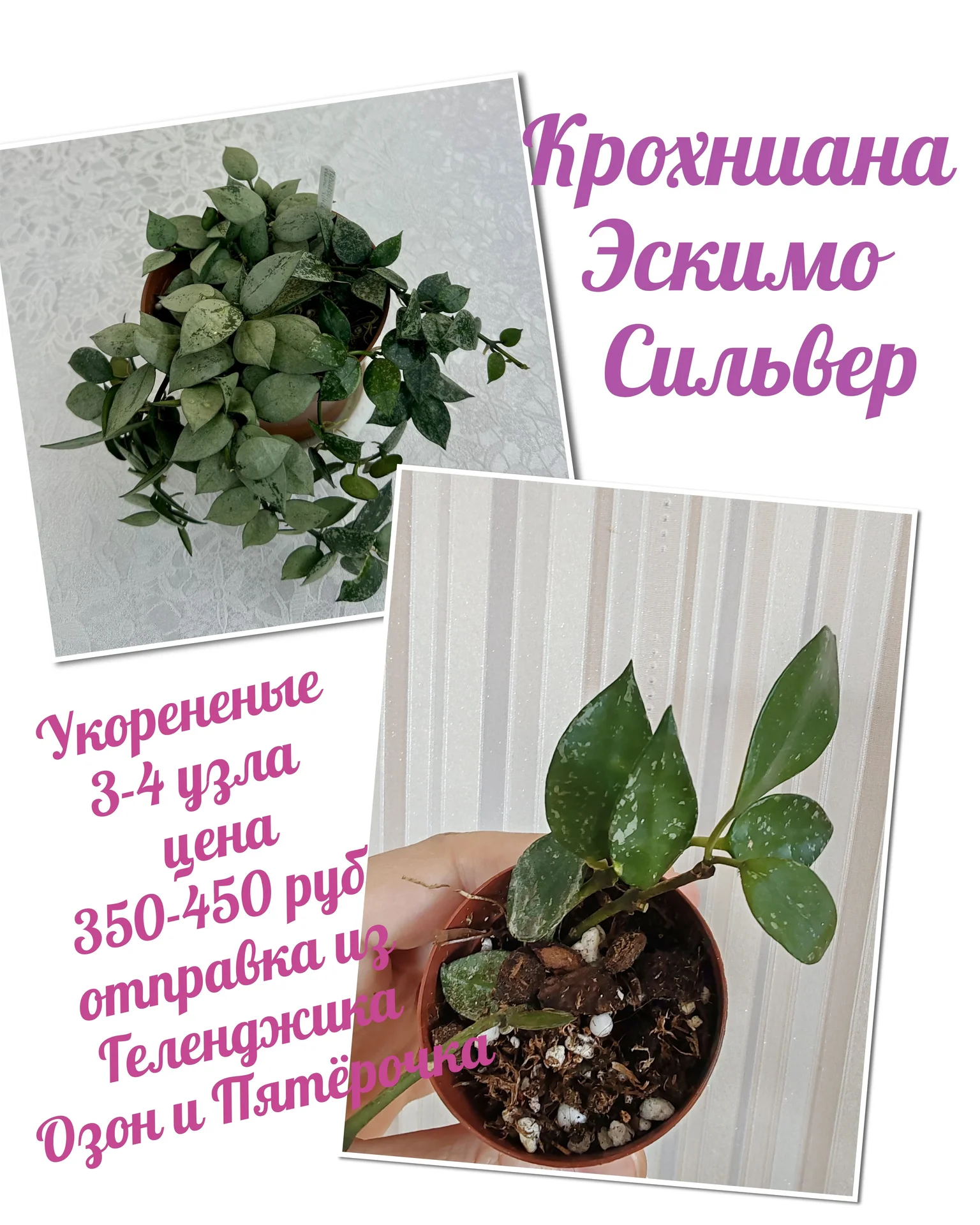 Хойи разные на срез и укоренённые - миниатюра 5