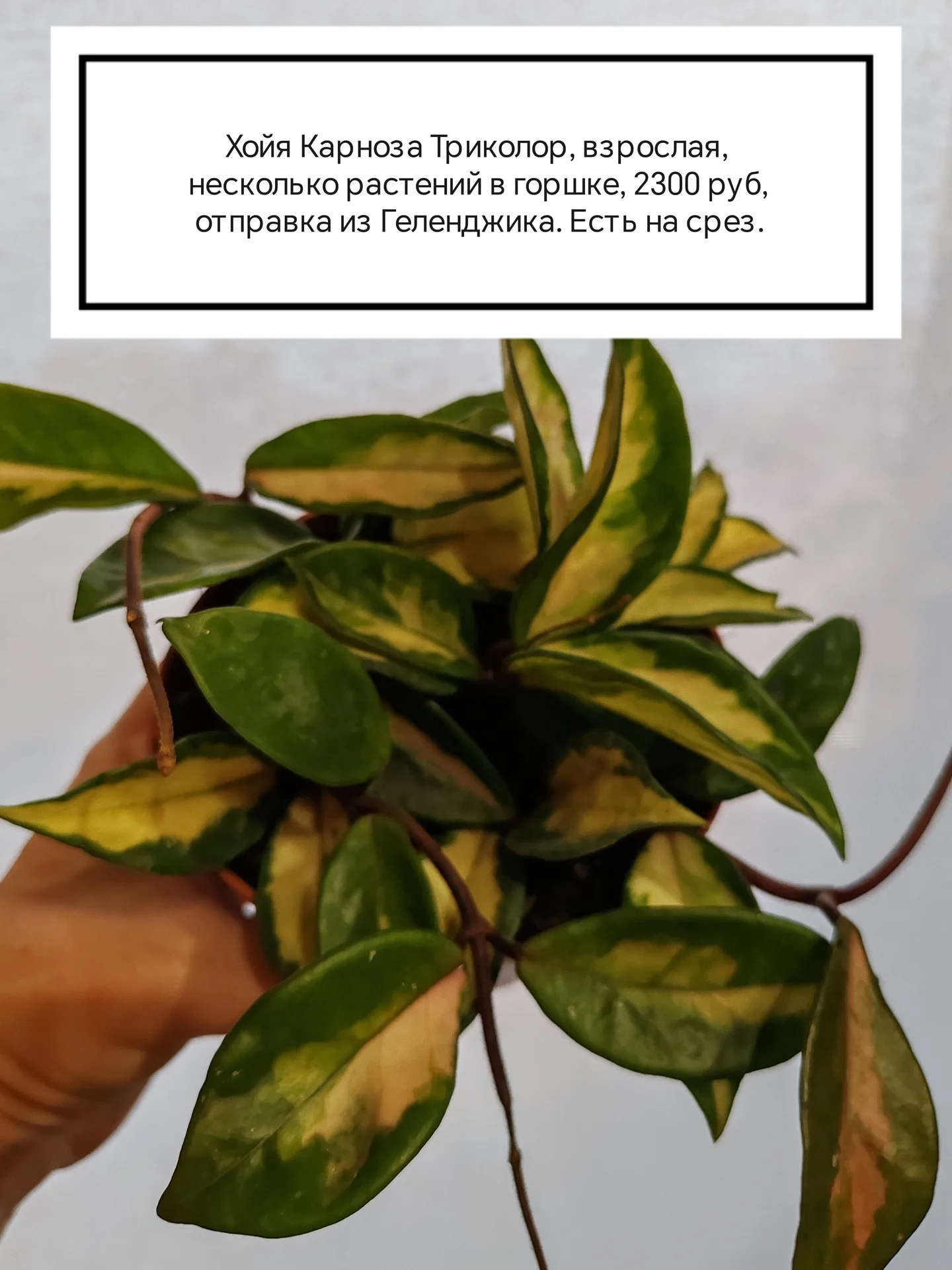Хойи разные на срез и укоренённые - миниатюра 11