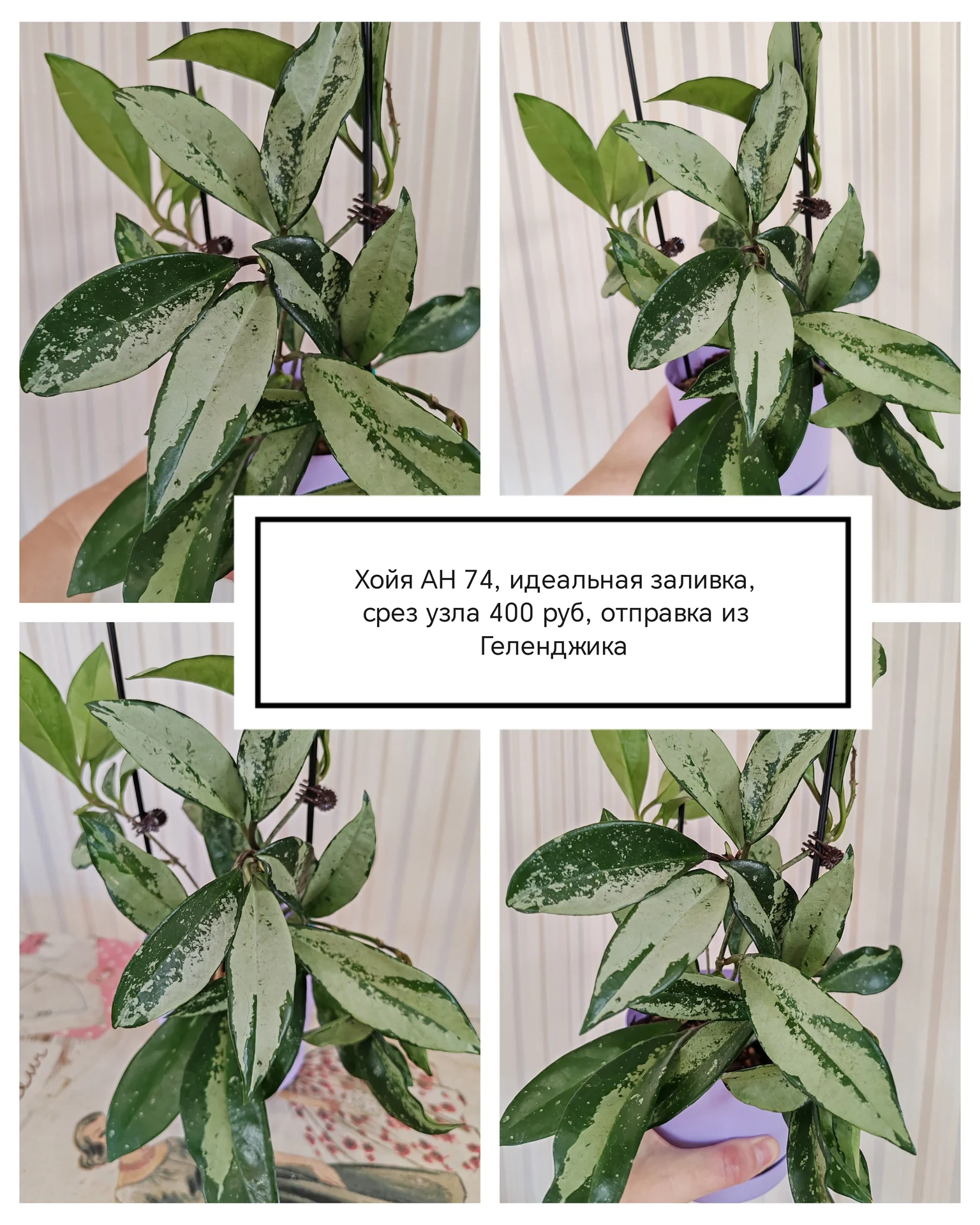 Хойи разные на срез и укоренённые - миниатюра 13