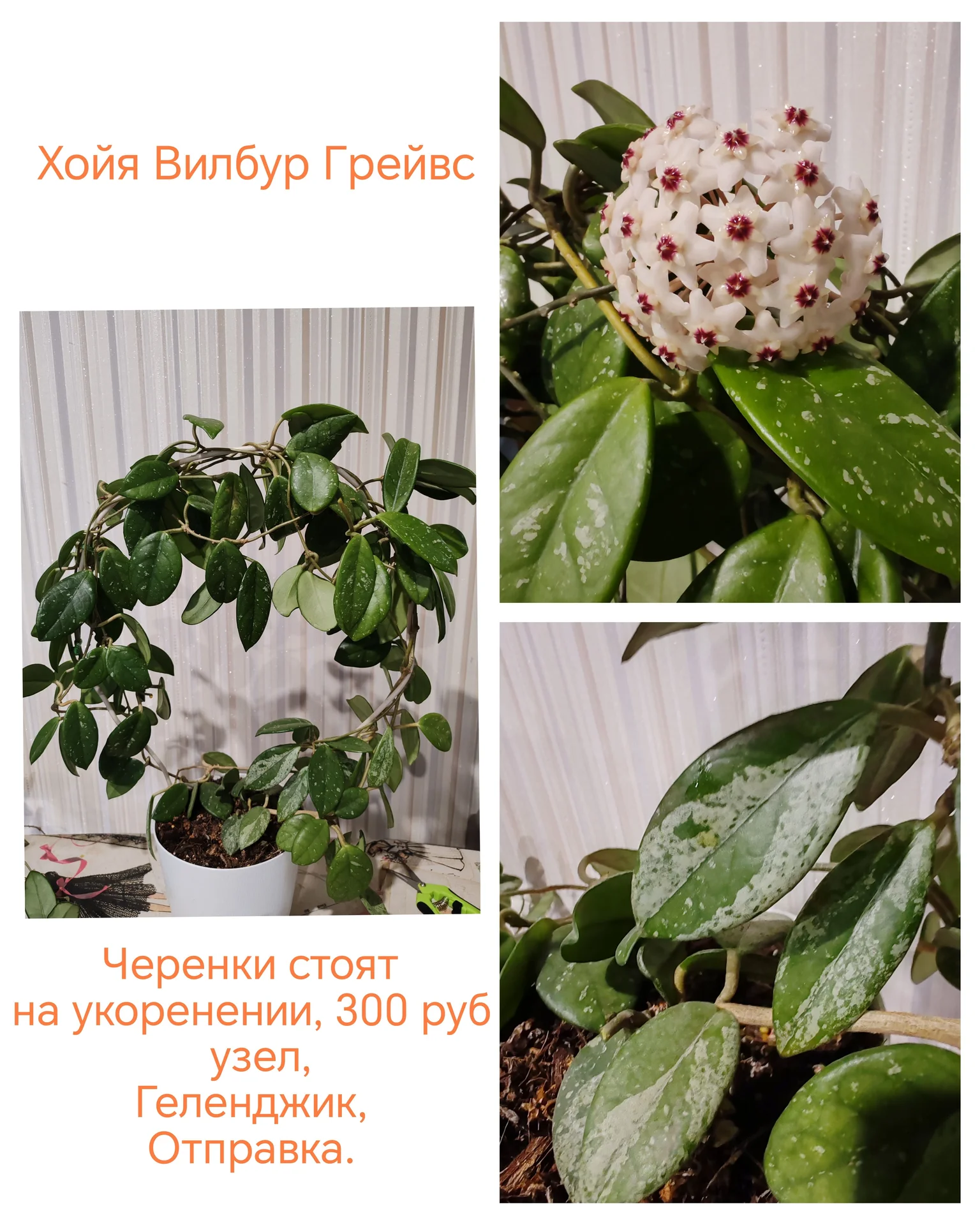 Хойи разные на срез и укоренённые - миниатюра 18