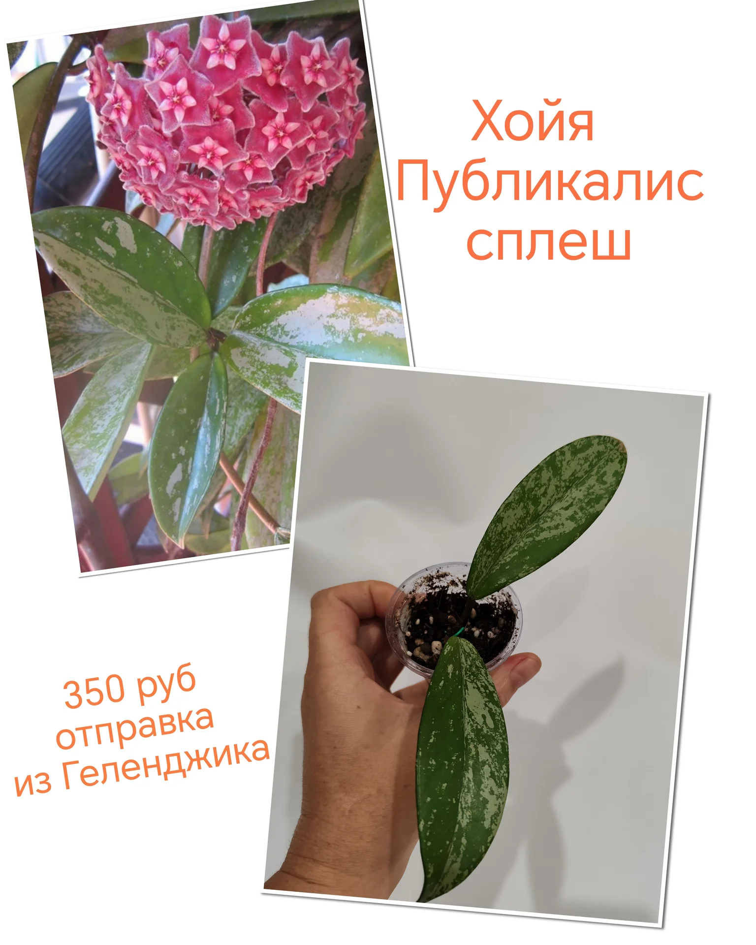 Хойи разные на срез и укоренённые - миниатюра 20