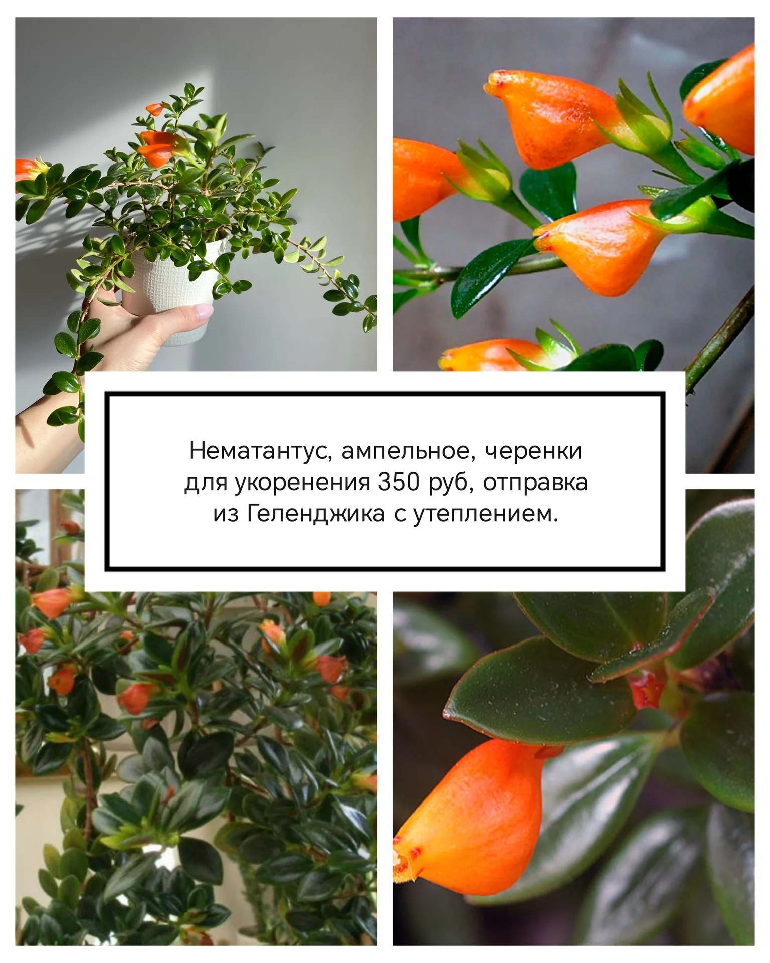 Эсхинантус и Немонтантусы на срез и укоренённые - миниатюра 3