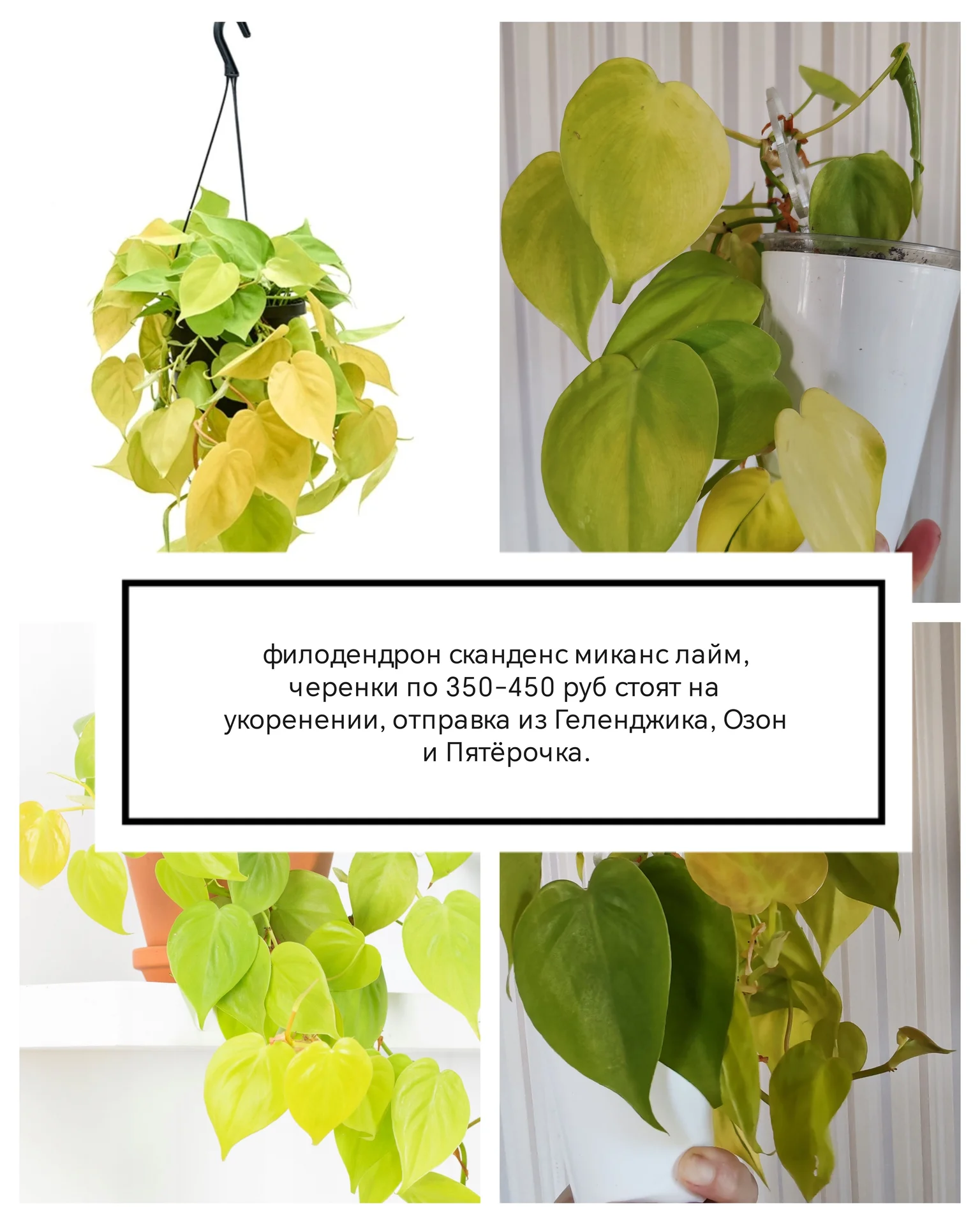 Сциндаптус/ филодендрон/ Пеперомия купидона - миниатюра 3