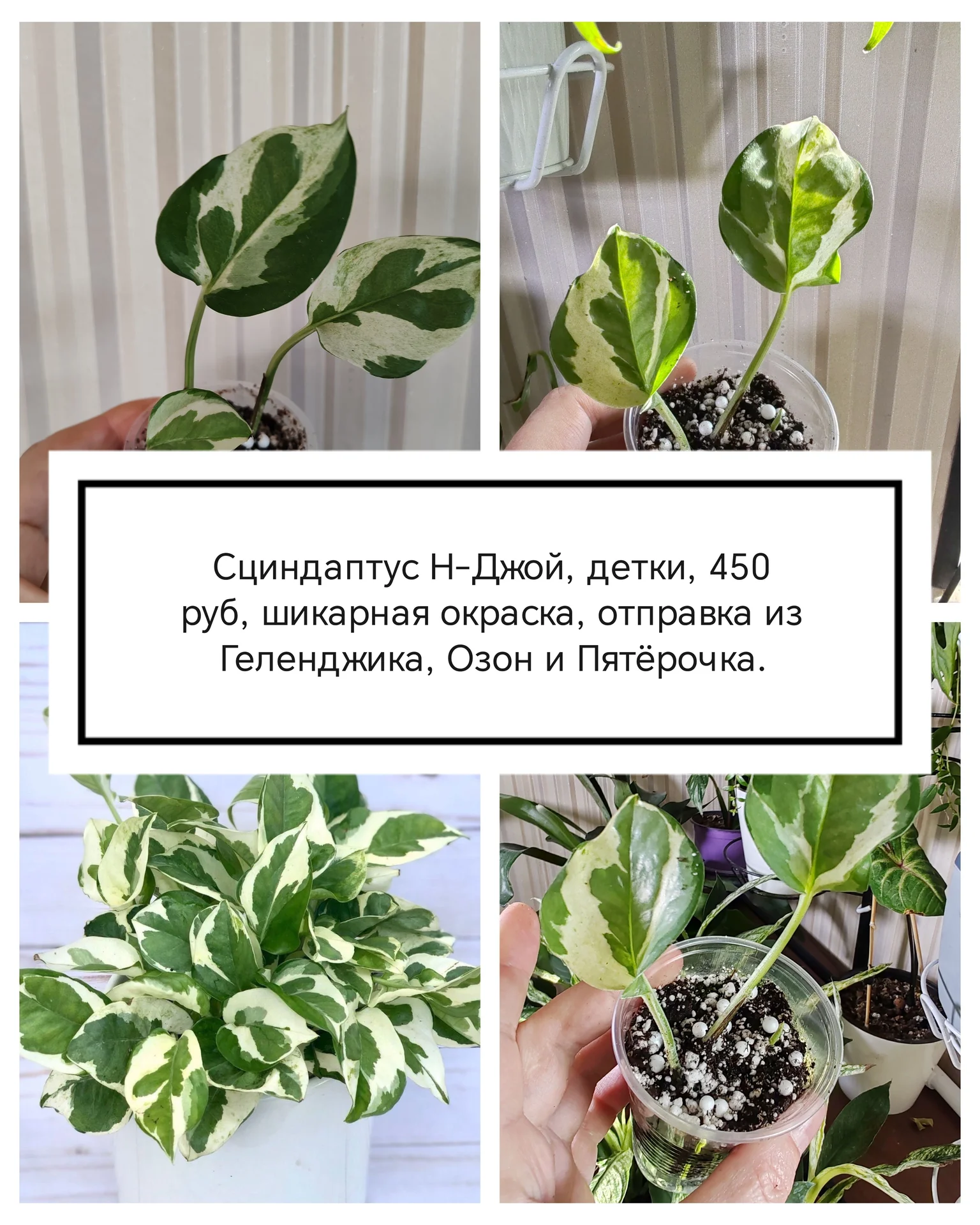 Сциндаптус/ филодендрон/ Пеперомия купидона - миниатюра 4