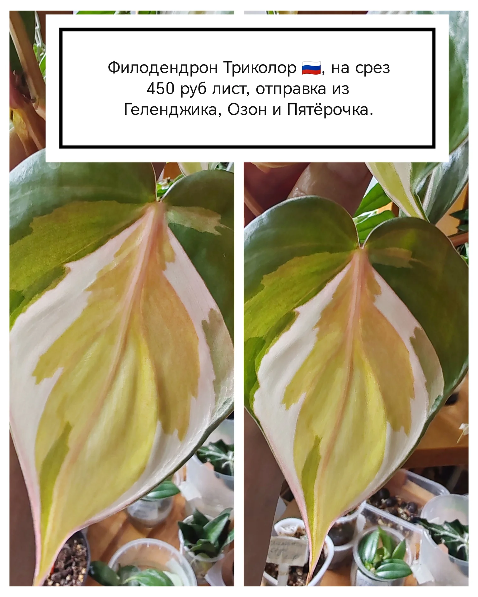 Сциндаптус/ филодендрон/ Пеперомия купидона - миниатюра 5