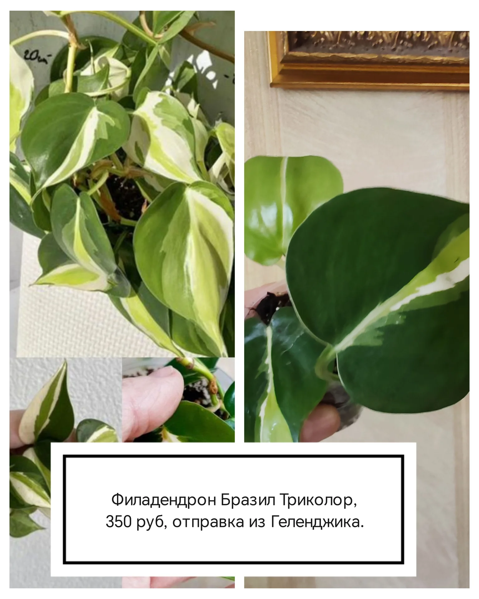 Сциндаптус/ филодендрон/ Пеперомия купидона - миниатюра 6