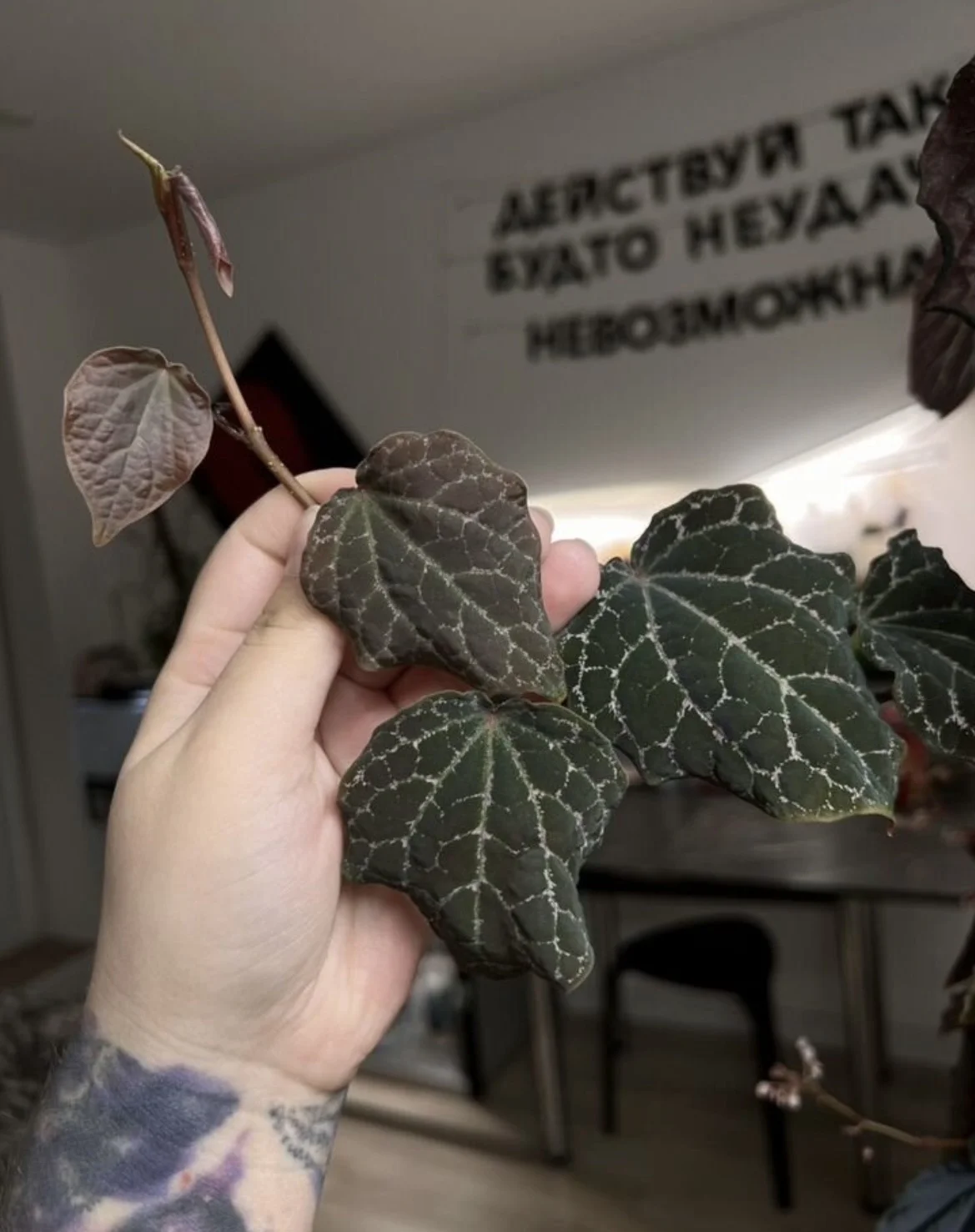 Piper пипер перец декоративный - миниатюра 3