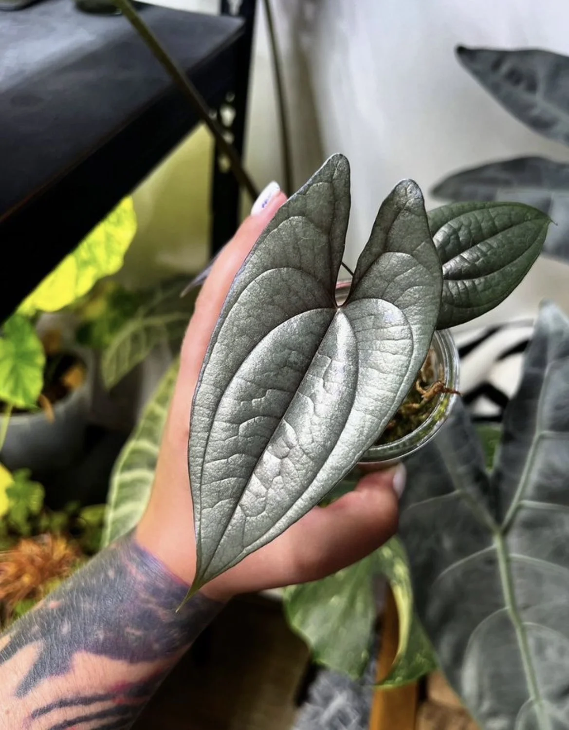 Диоскорея Dioscorea SP Borneo - изображение 1