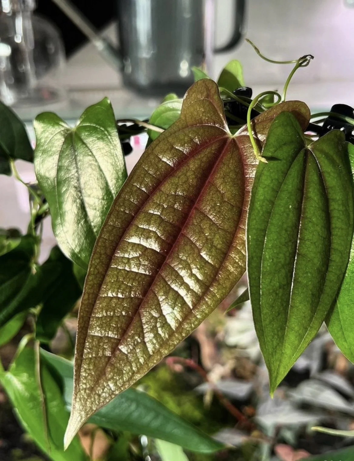 Диоскорея Dioscorea SP Borneo - миниатюра 2