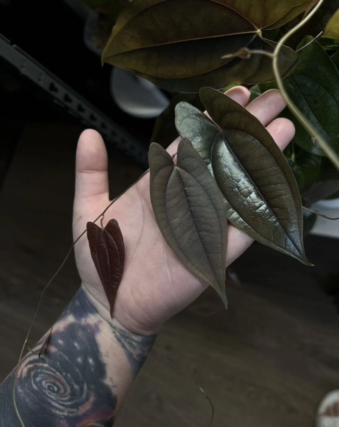 Диоскорея Dioscorea SP Borneo - миниатюра 3