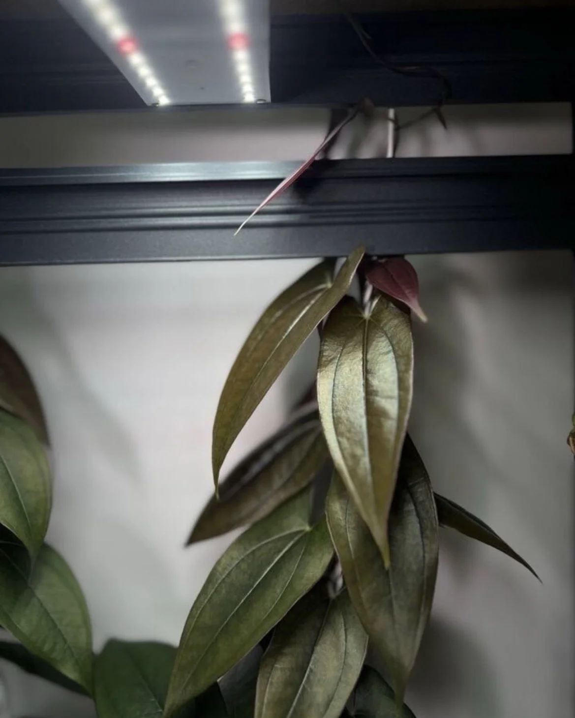 Диоскорея Dioscorea SP Borneo - миниатюра 6