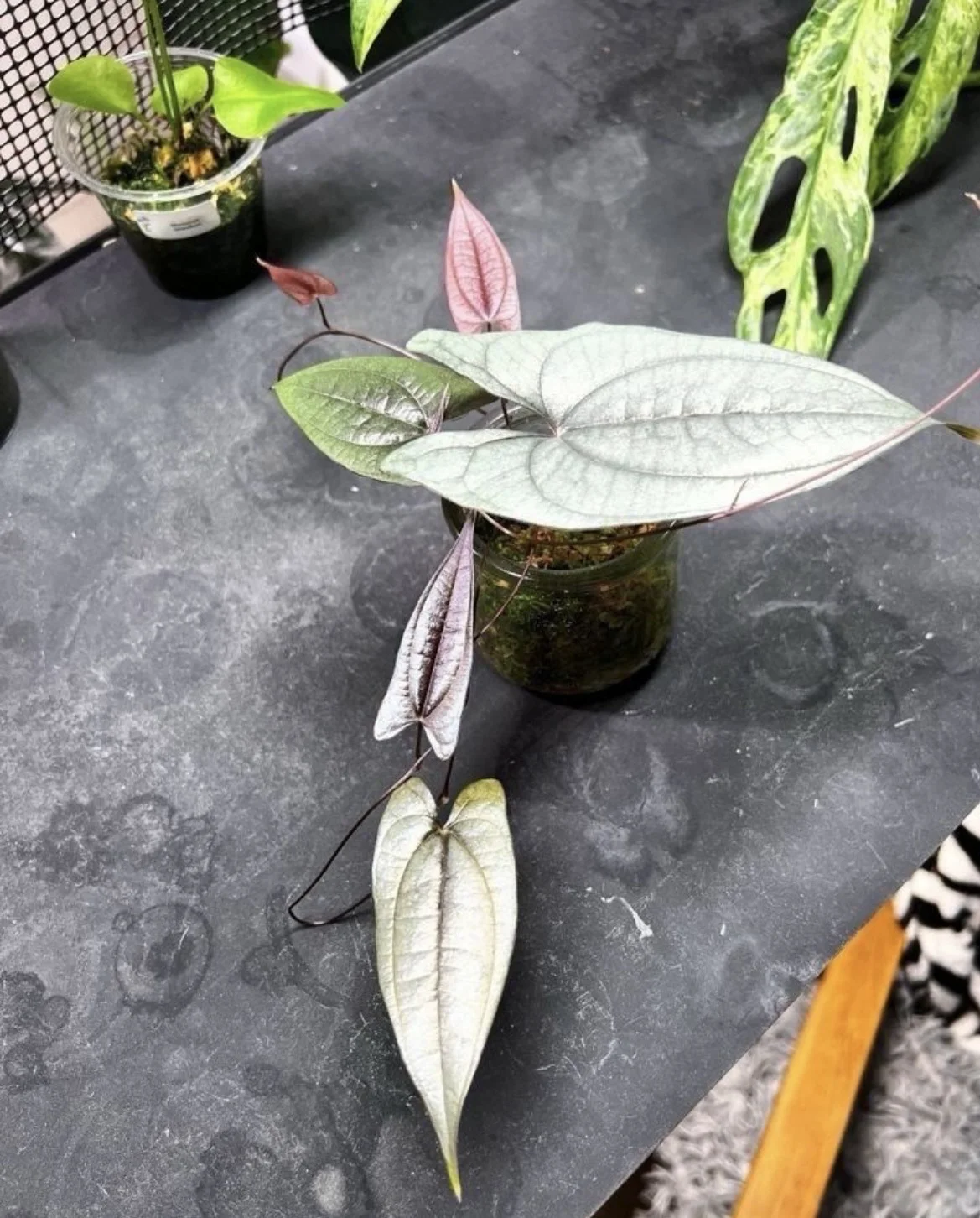 Диоскорея Dioscorea SP Borneo - миниатюра 7