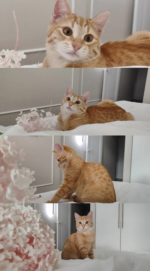 Котёнок Вишенка - миниатюра 7
