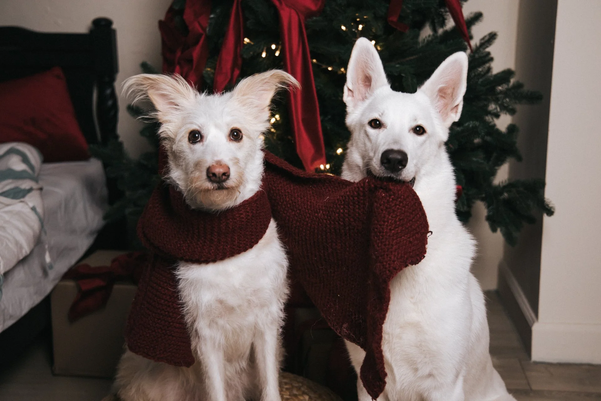 Услуги кинолога, кинолог Орел - миниатюра 5