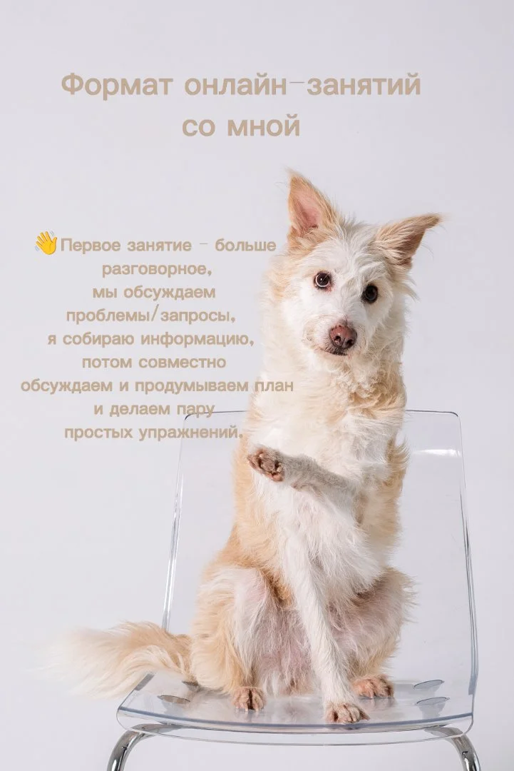 Кинолог онлайн, онлайн-занятия - миниатюра 2
