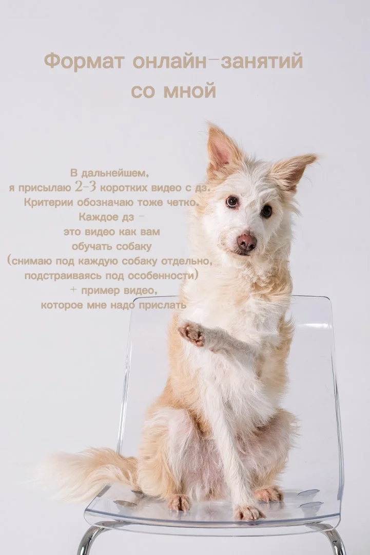 Кинолог онлайн, онлайн-занятия - миниатюра 3
