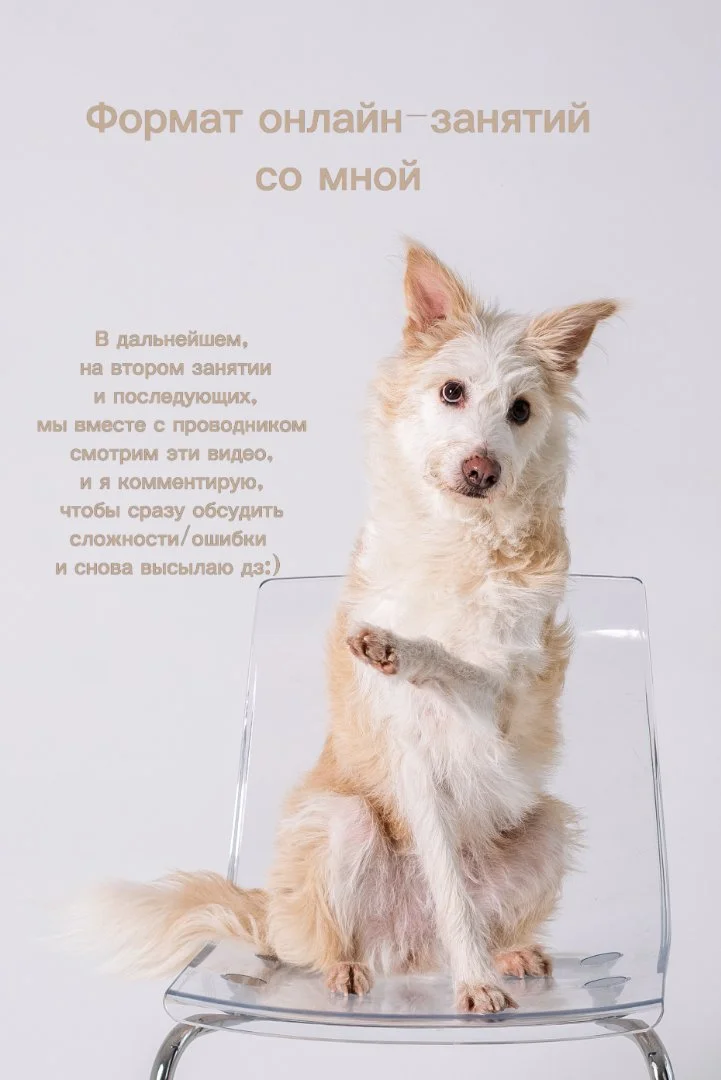 Кинолог онлайн, онлайн-занятия - миниатюра 4
