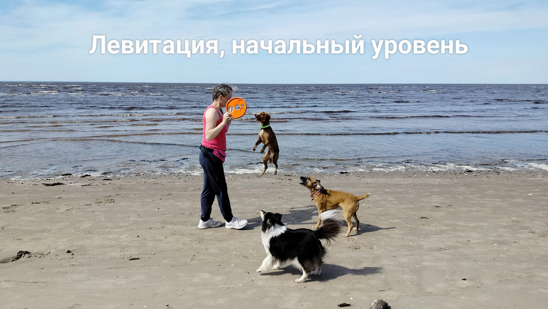 Дрессировка собак, кинолог Северодвинск - миниатюра 7