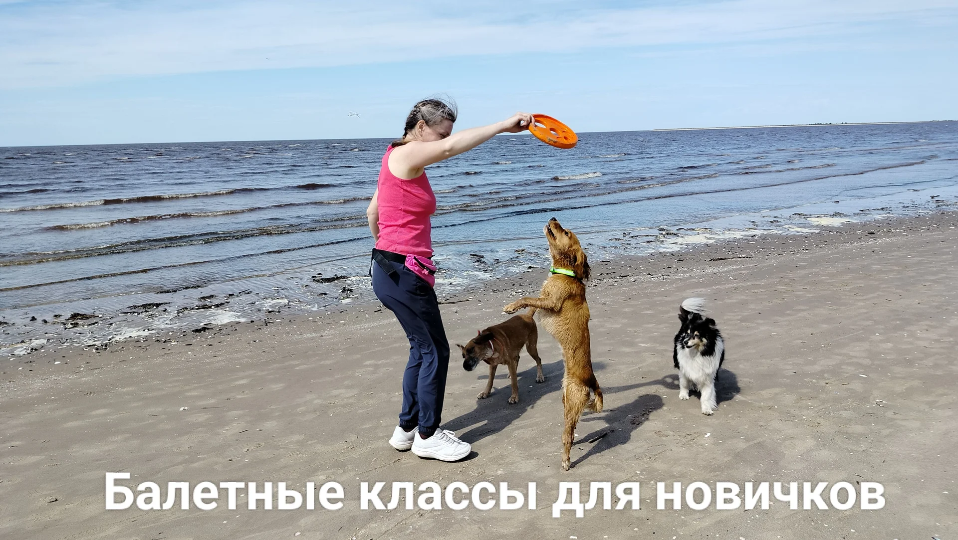 Дрессировка собак, кинолог Северодвинск - миниатюра 8