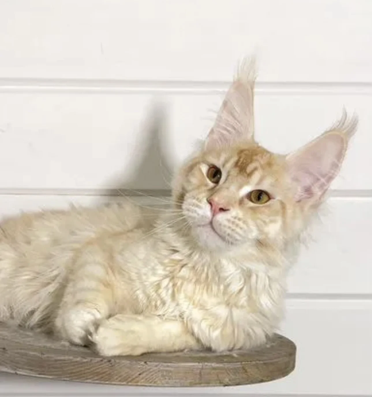 Мейнкун котенок мальчик - миниатюра 2