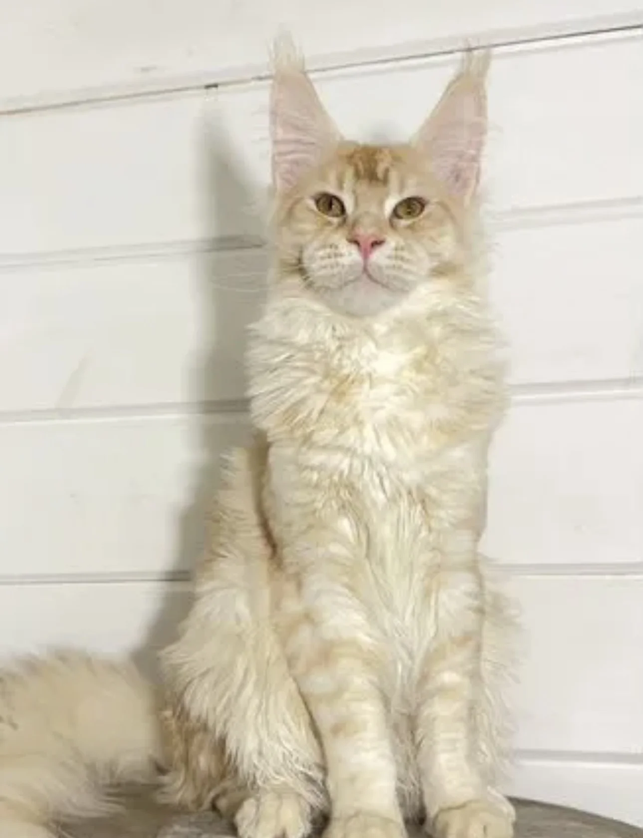 Мейнкун котенок мальчик - миниатюра 3