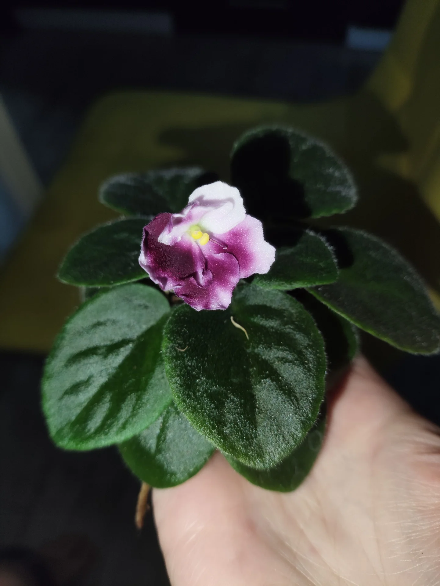 Мини-фиалка - изображение 1