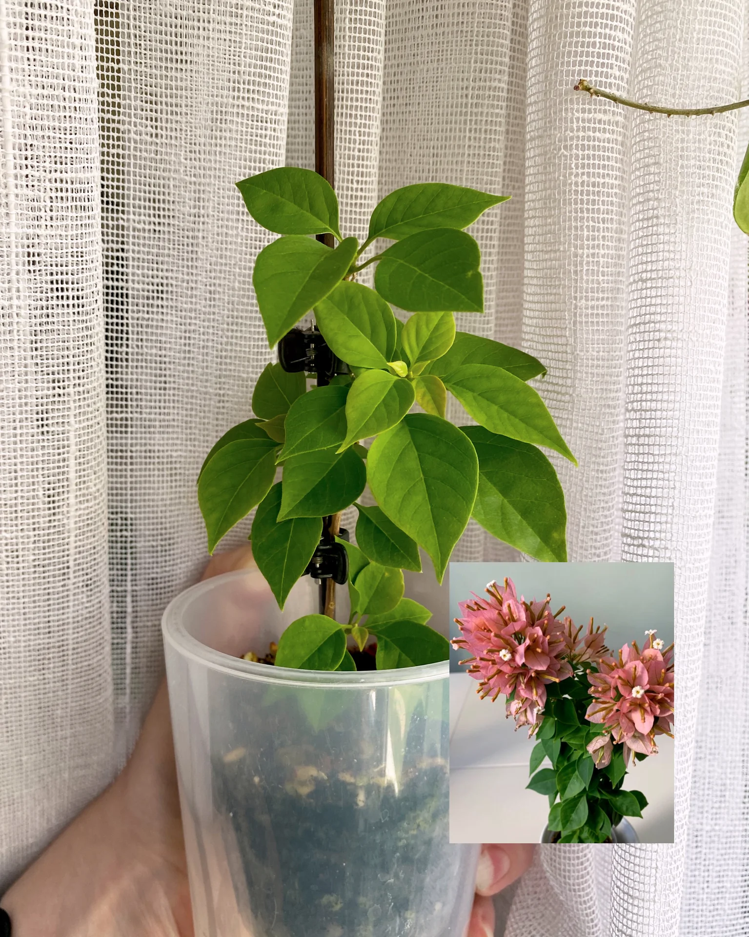 Орхидея, бугенвилия, сансевиерия, фикусы и др. - миниатюра 2