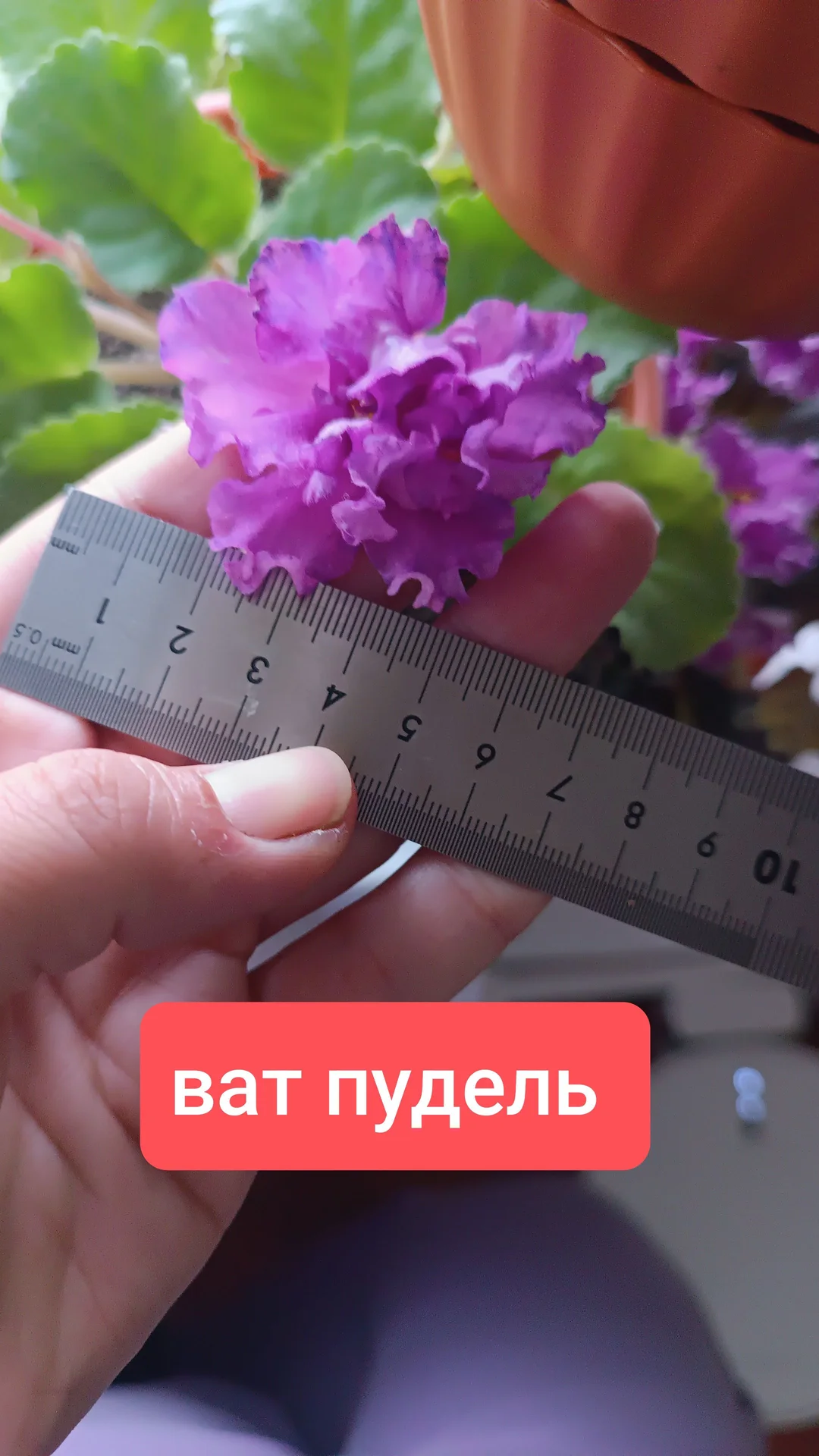 Фиалки - миниатюра 6