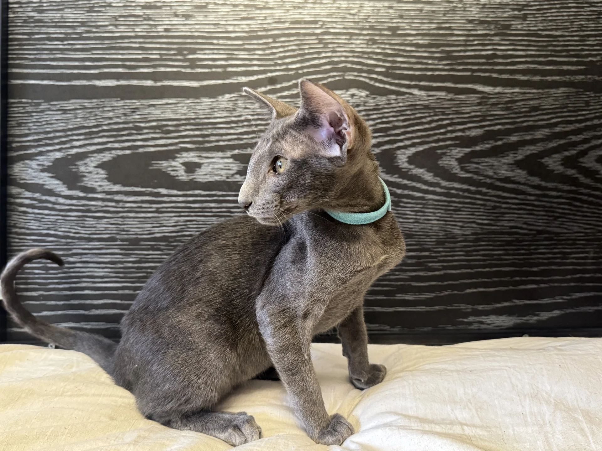 Ориентальные котята - миниатюра 6