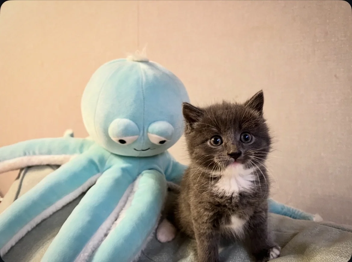 Котята даром - изображение 1