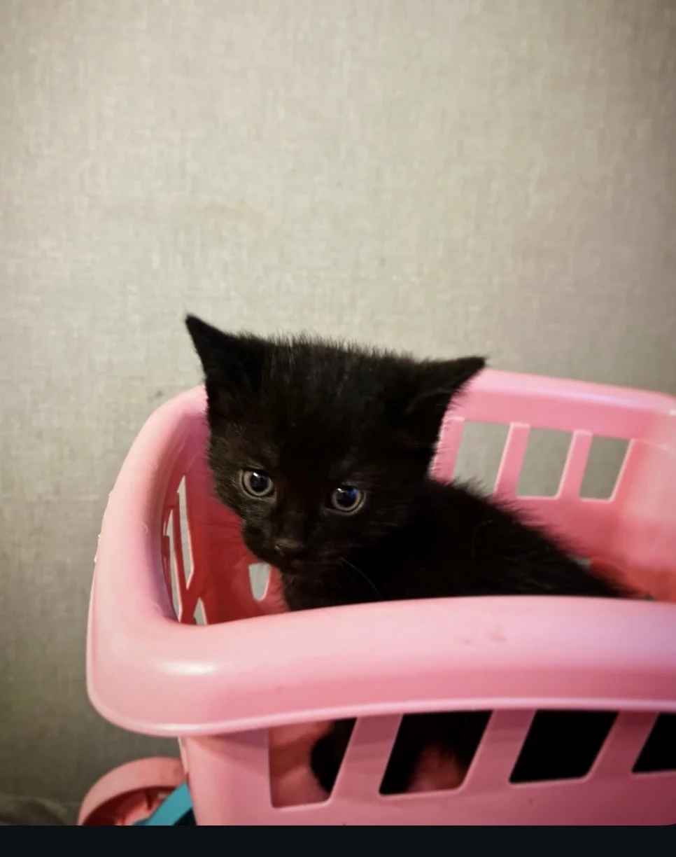 Котята даром - миниатюра 3