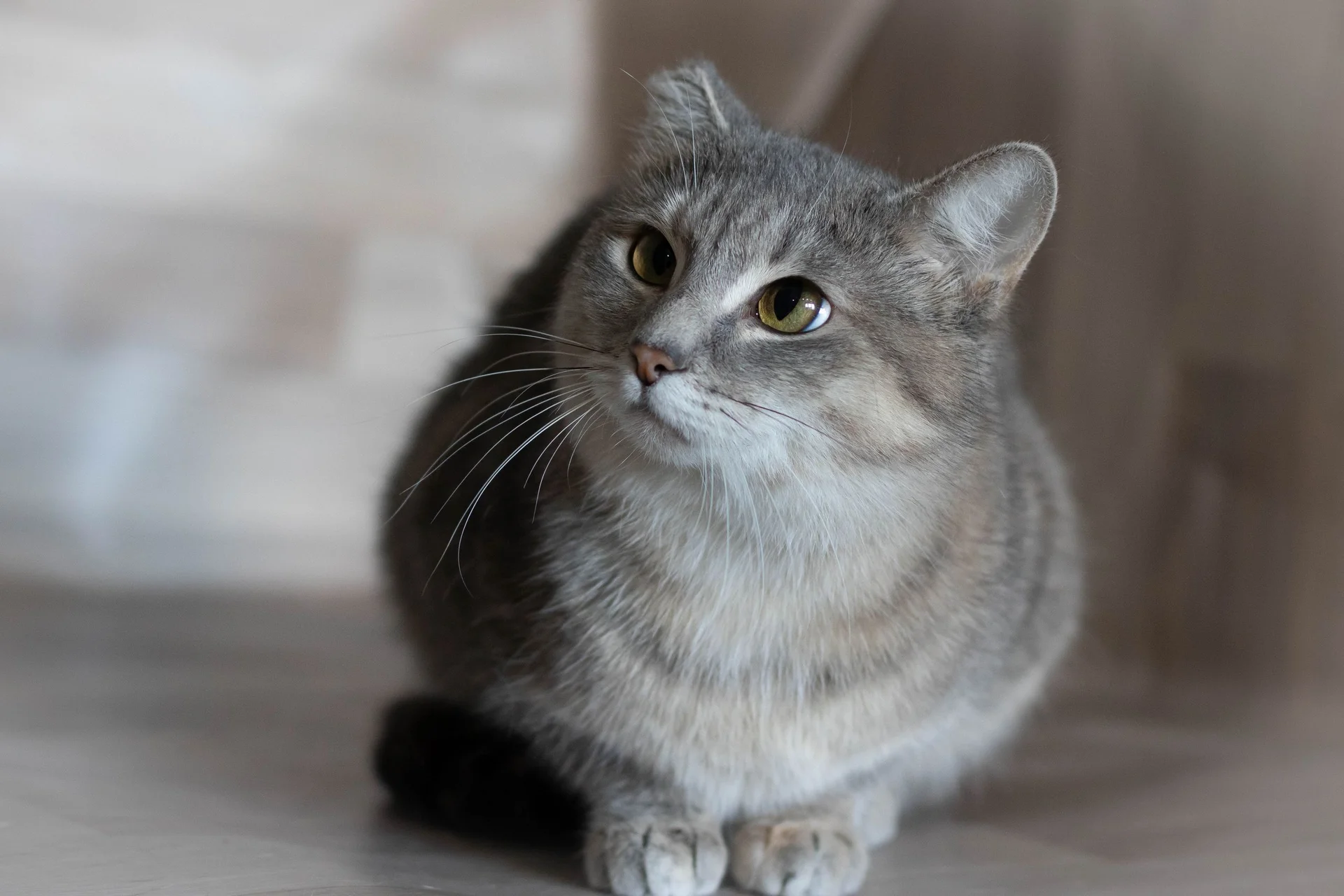 Кошечка Соня - миниатюра 4