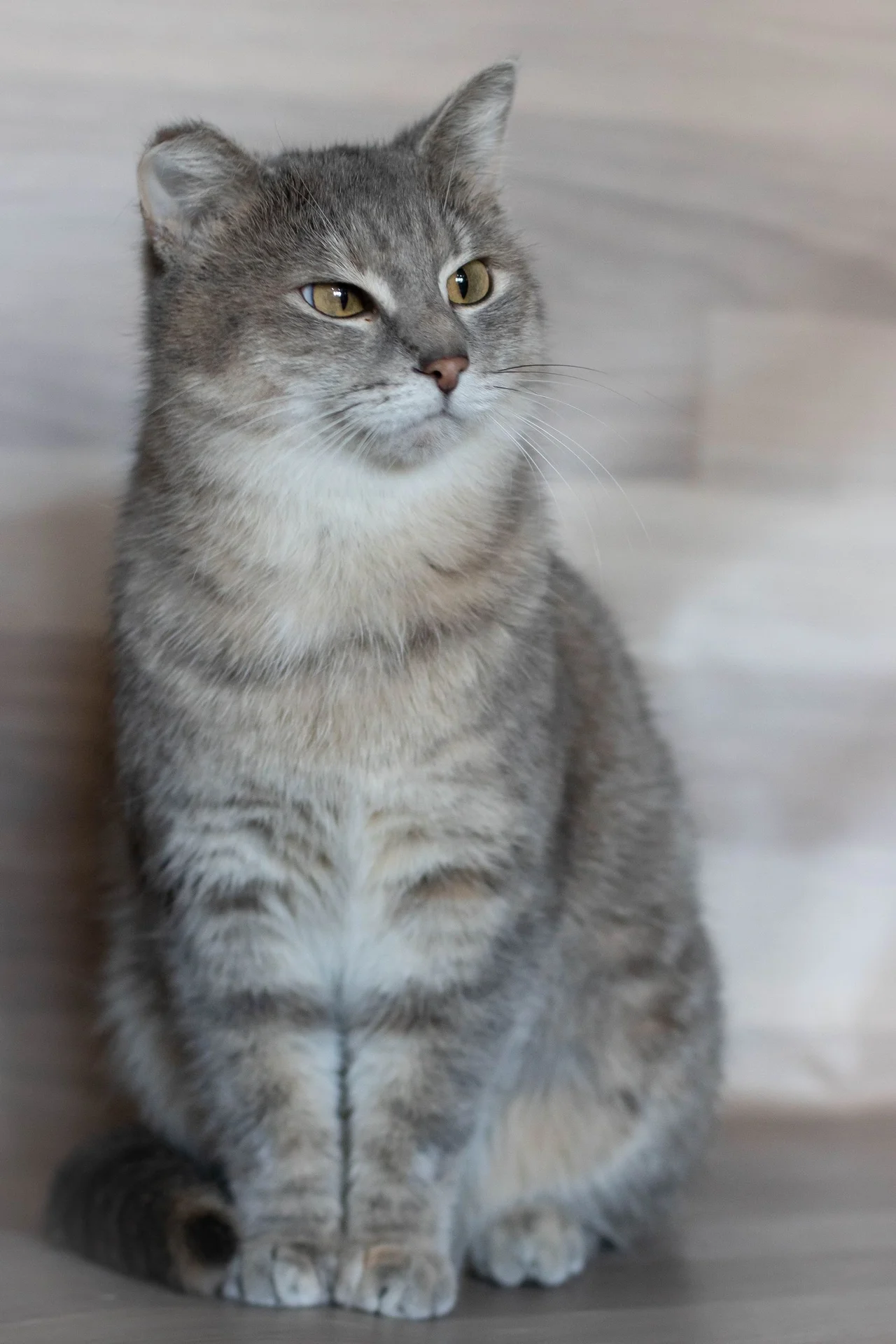 Кошечка Соня - миниатюра 6