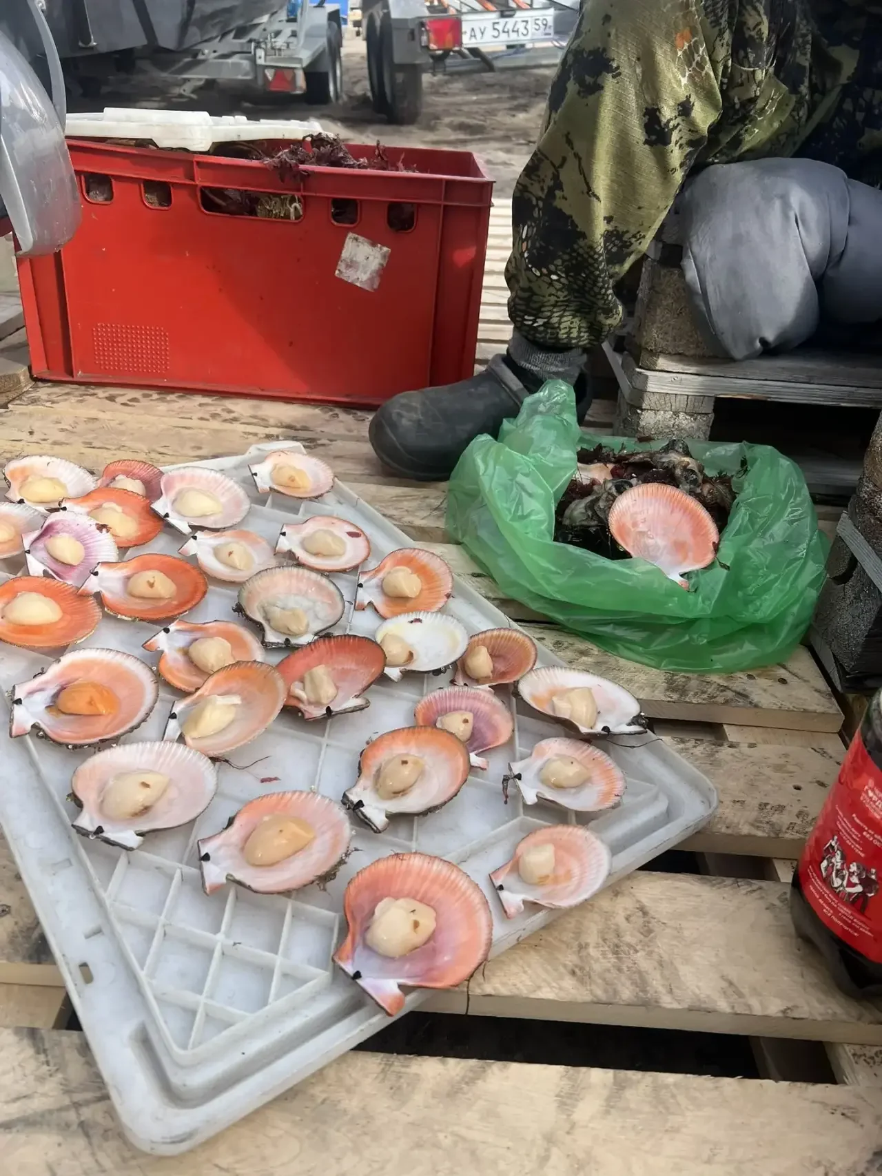 Морской гребешок на створке - миниатюра 2