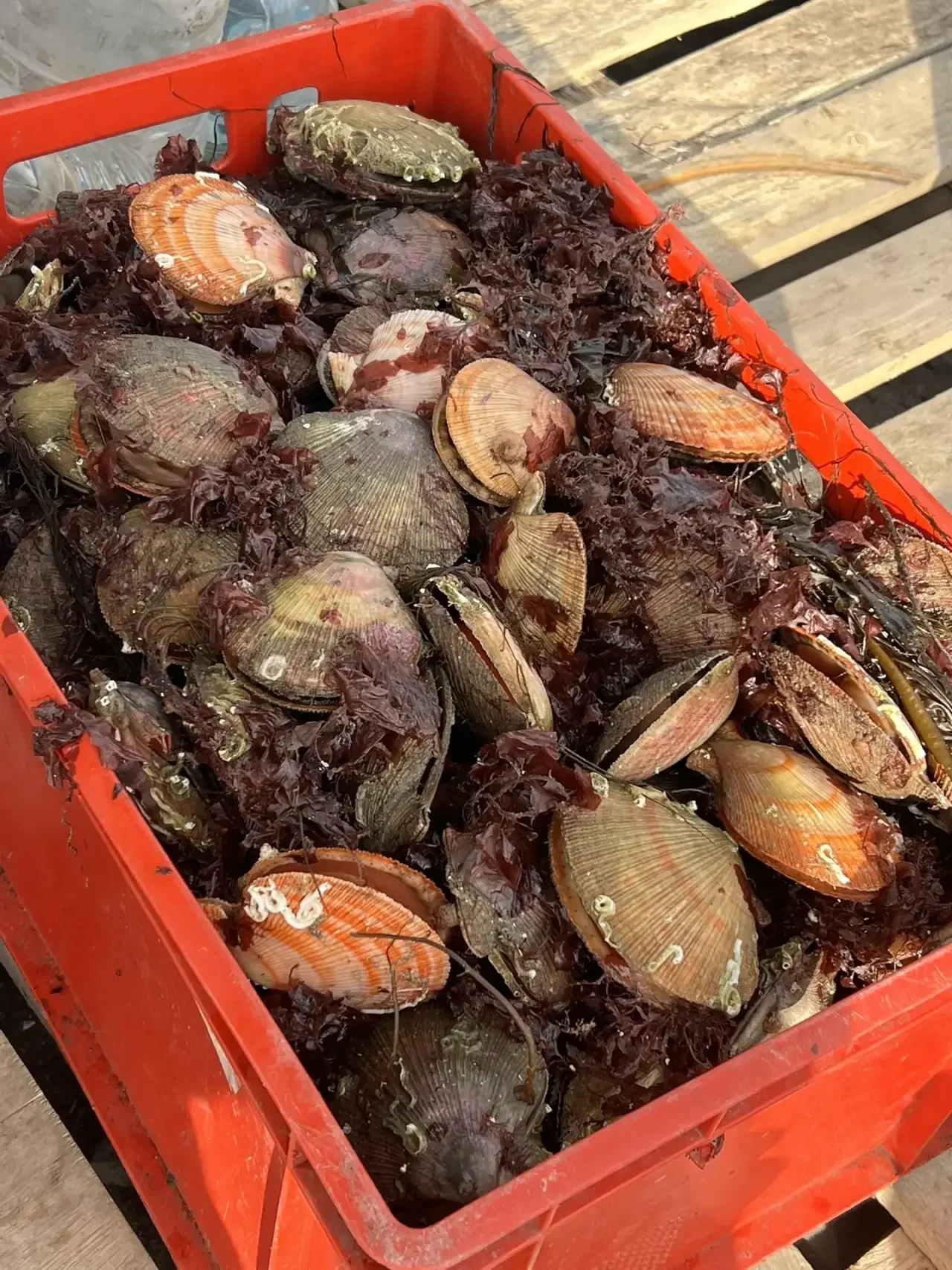 Морской гребешок на створке - миниатюра 3