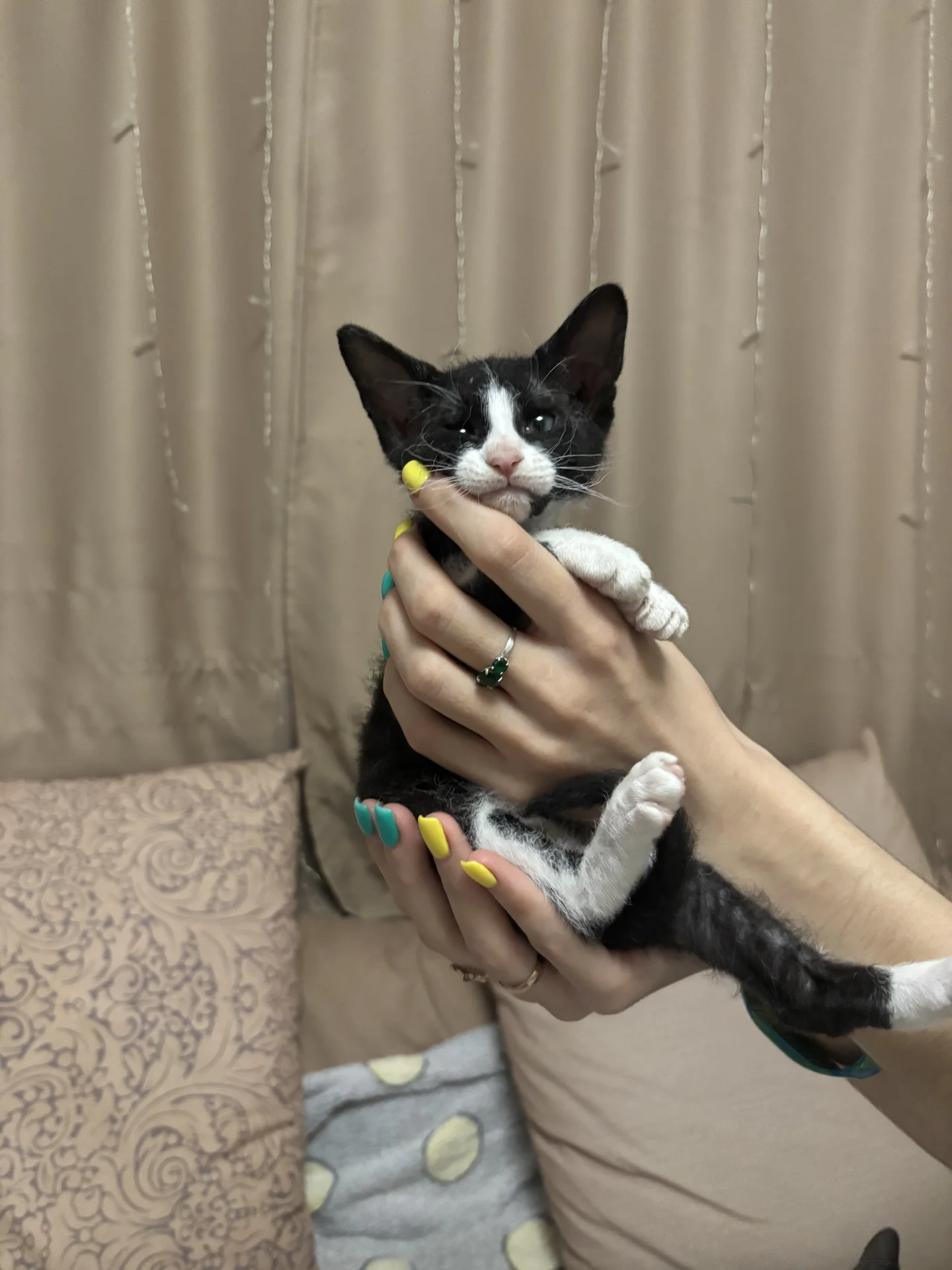 Котята породы Петерболд (Peterbald) - миниатюра 3