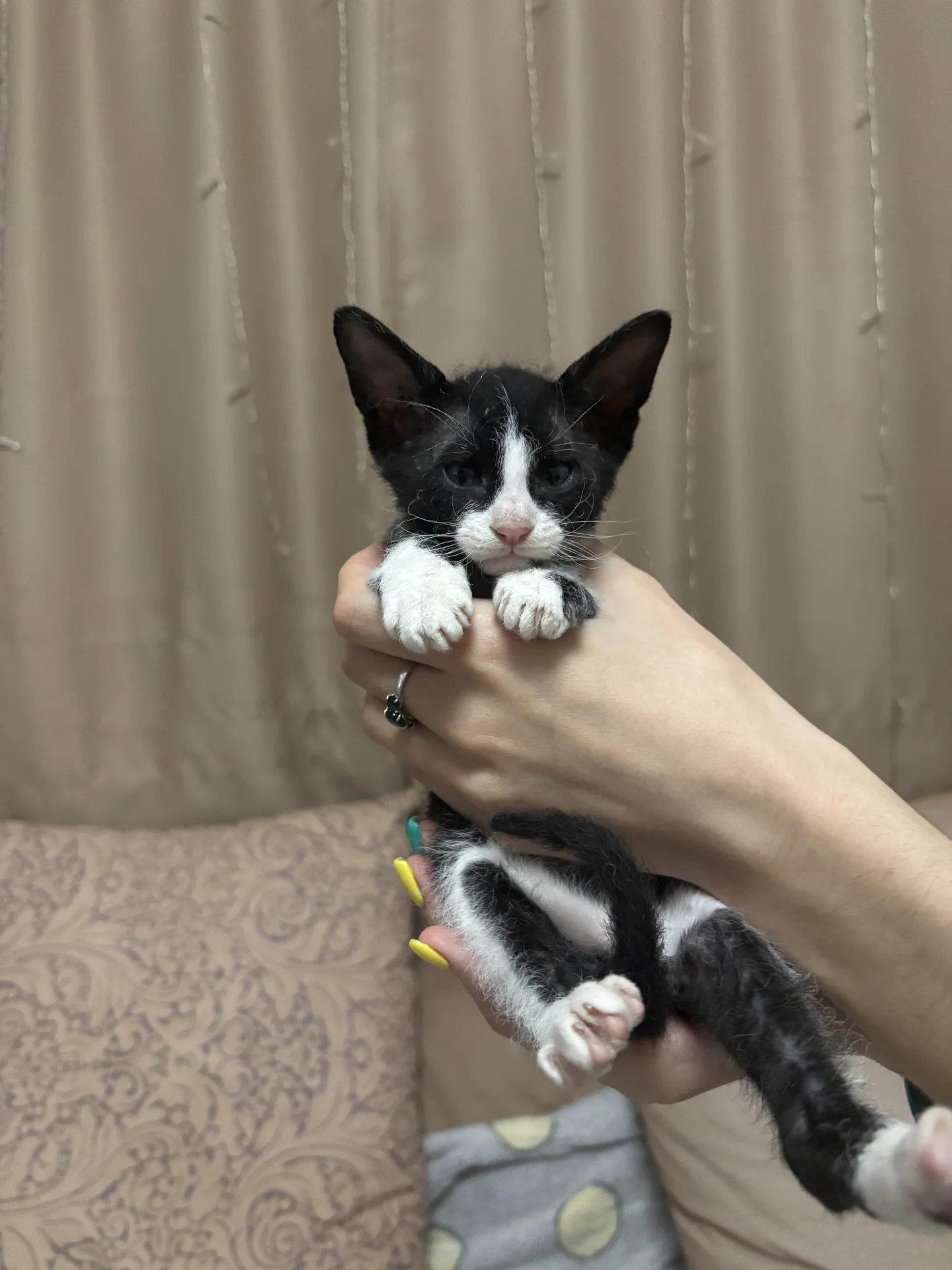 Котята породы Петерболд (Peterbald) - миниатюра 4