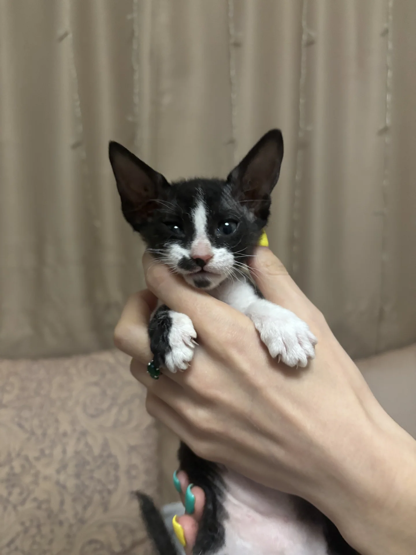 Котята породы Петерболд (Peterbald) - миниатюра 5