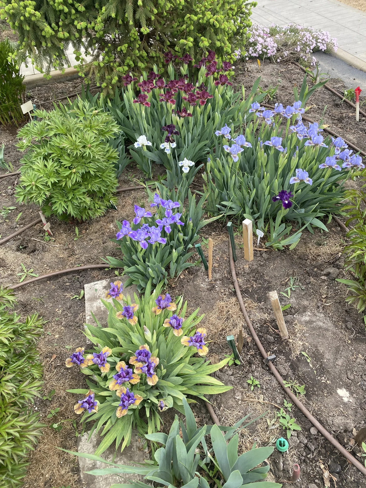 Ирисы карликовые - миниатюра 14