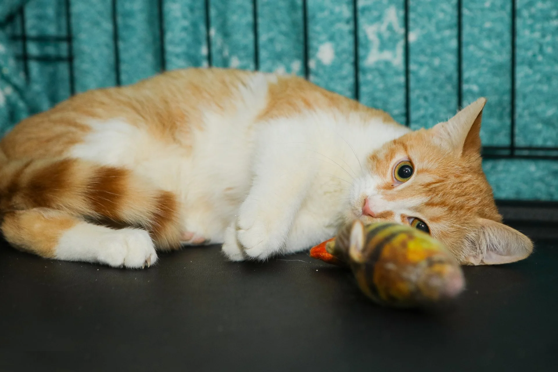 Бесплатно рыжий котенок - миниатюра 4