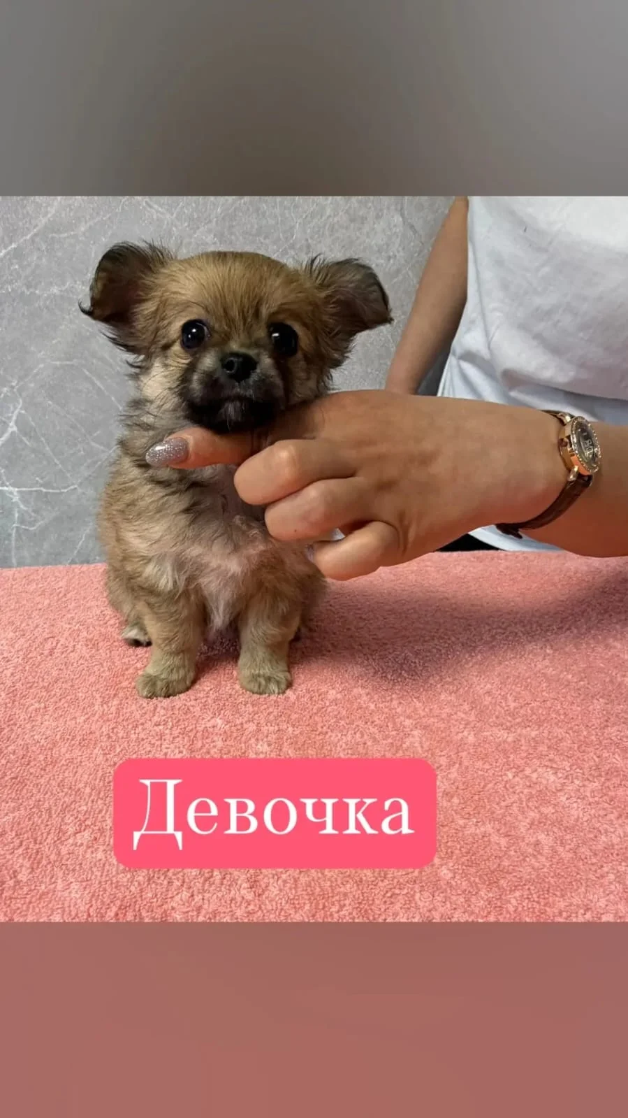 Щенки Чихуахуа - изображение 1