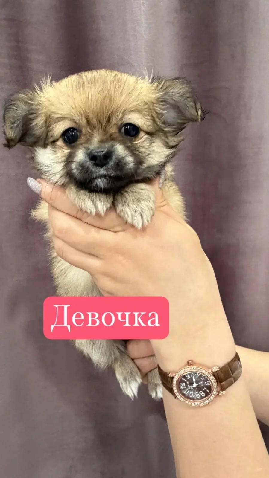 Щенки Чихуахуа - миниатюра 3