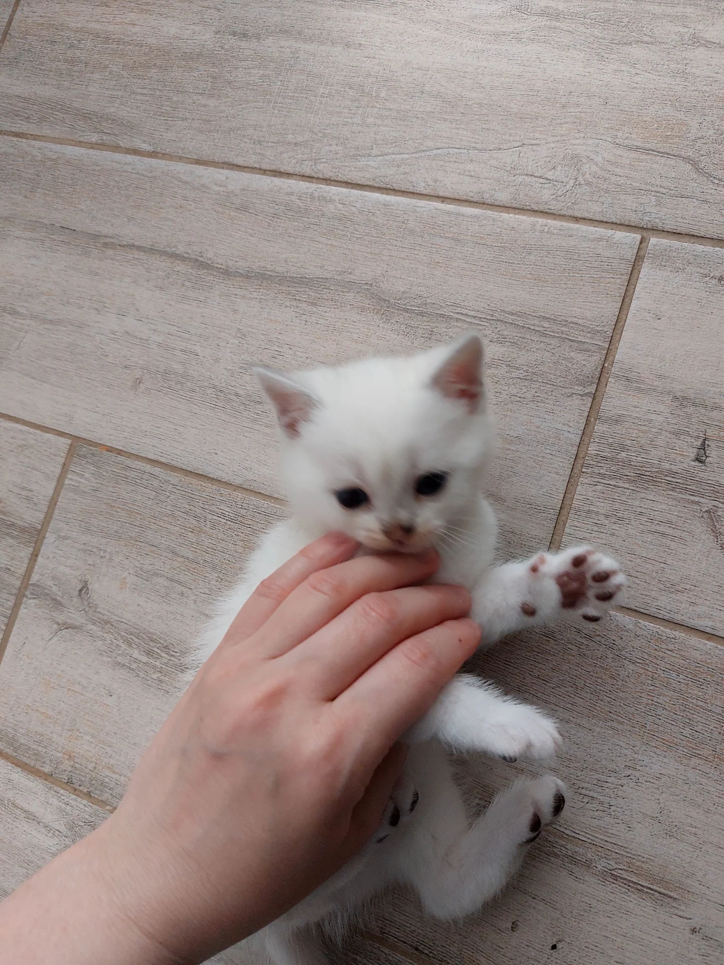 Котята британские - миниатюра 2