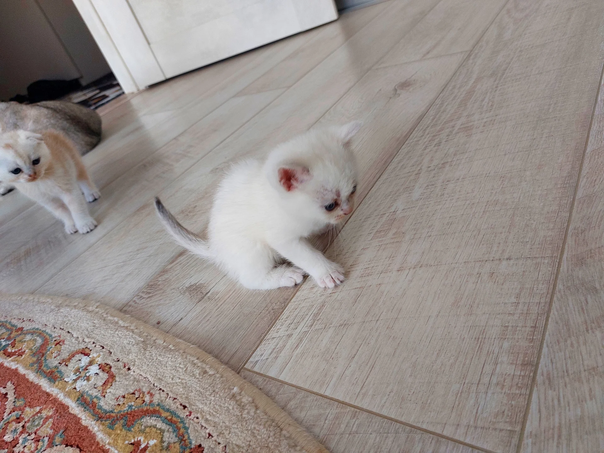 Котята британские - миниатюра 4