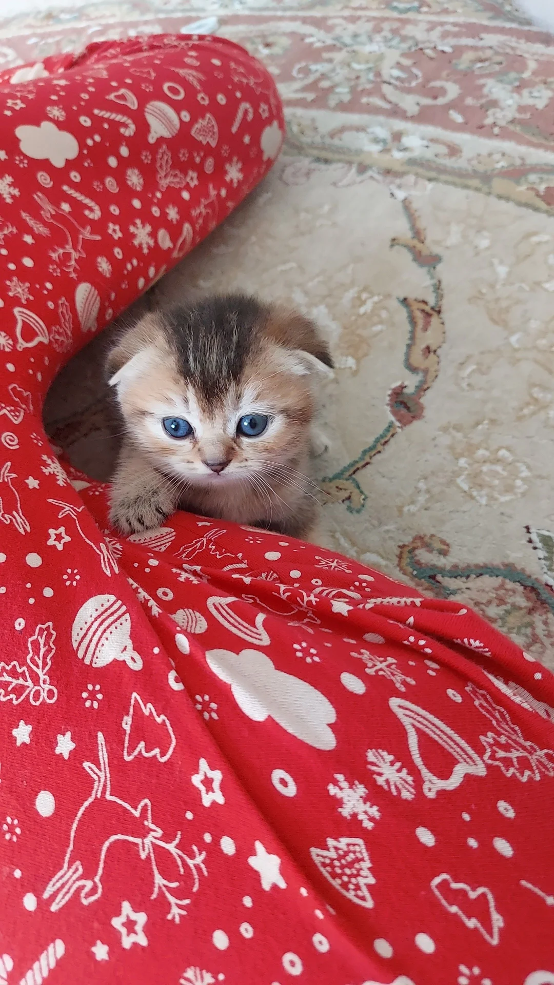 Котята британские - миниатюра 8