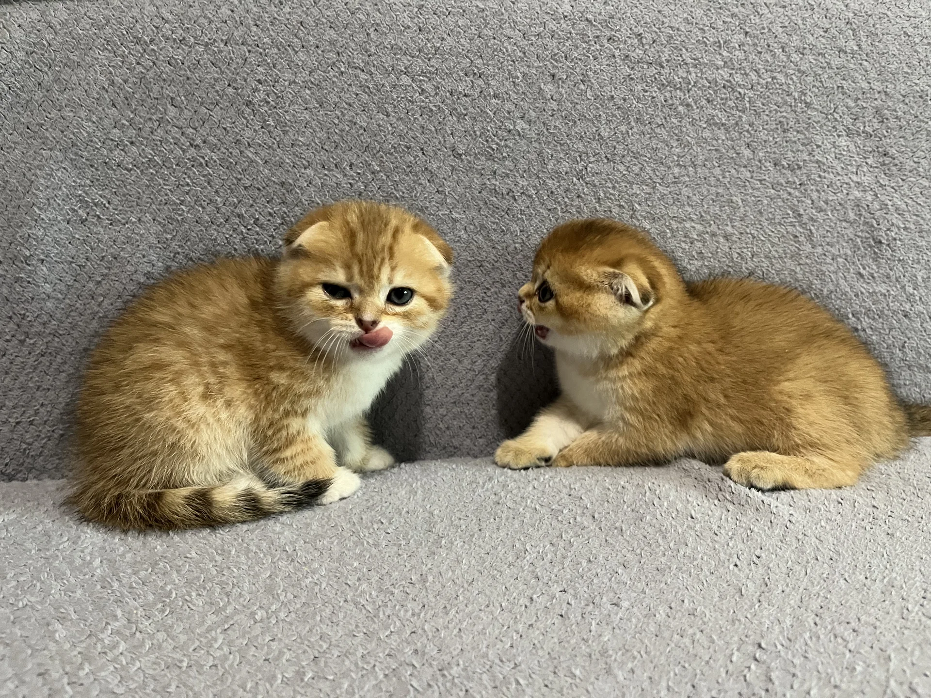 Шотландские котята - миниатюра 2