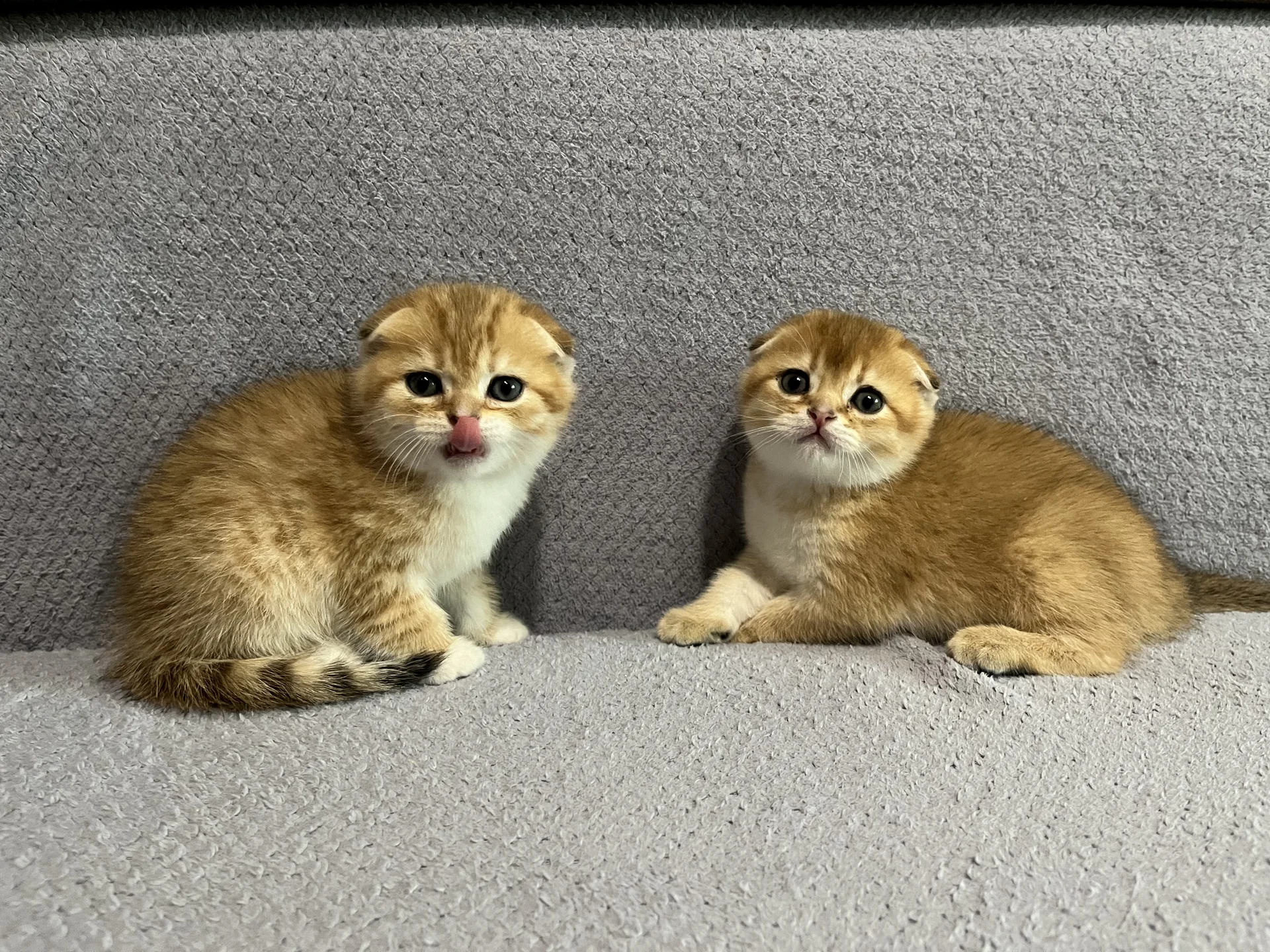Шотландские котята - миниатюра 3