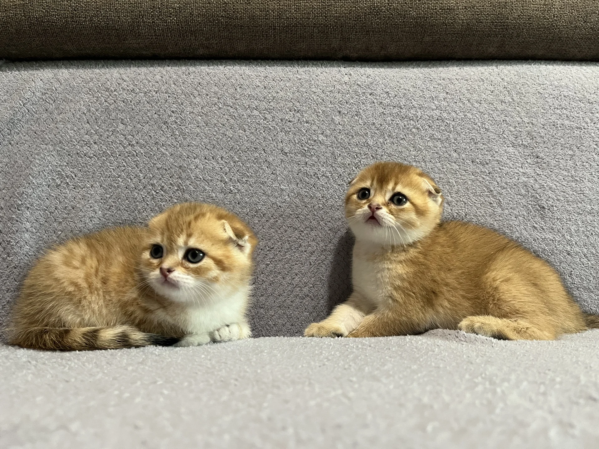 Шотландские котята - миниатюра 4