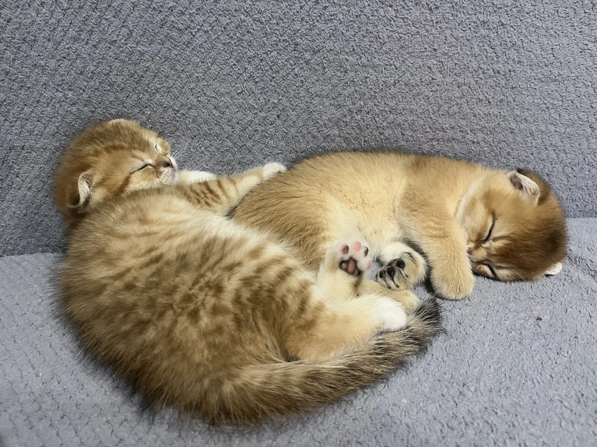 Шотландские котята - миниатюра 5